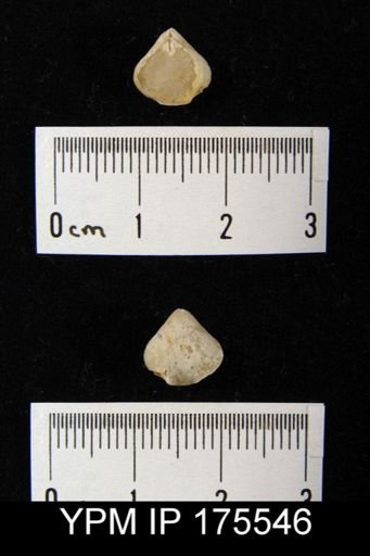 Camarophoria thevenini