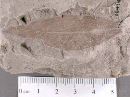 Andromeda latifolia