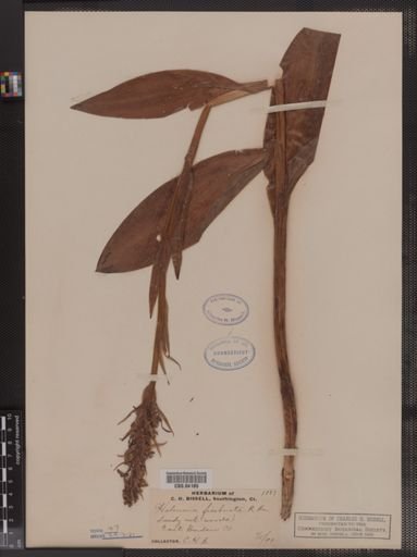 Habenaria fimbriata