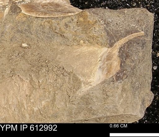Baculites sp.
