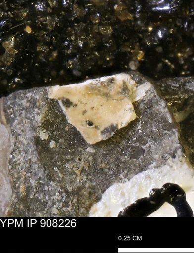 undet. Mollusca