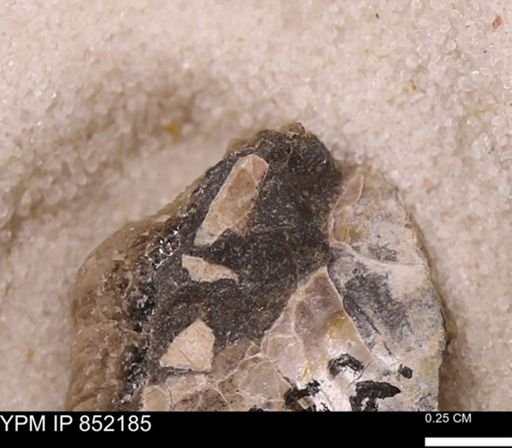undet. Bivalvia