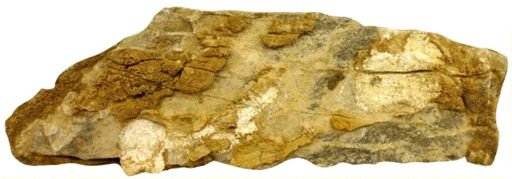 Favosites sp.