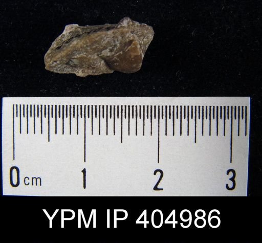 undet. Brachiopoda