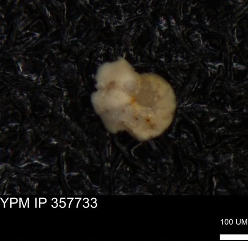 undet. Foraminiferida