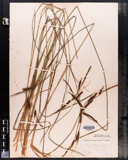 Carex stricta