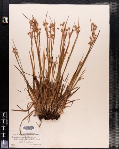 Luzula multiflora