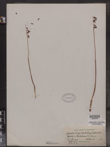 Corallorhiza odontorhiza