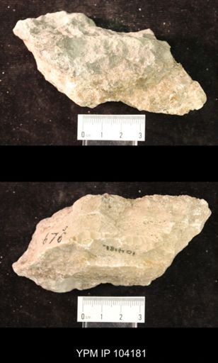 Beatricia undulata