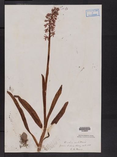 Orchis