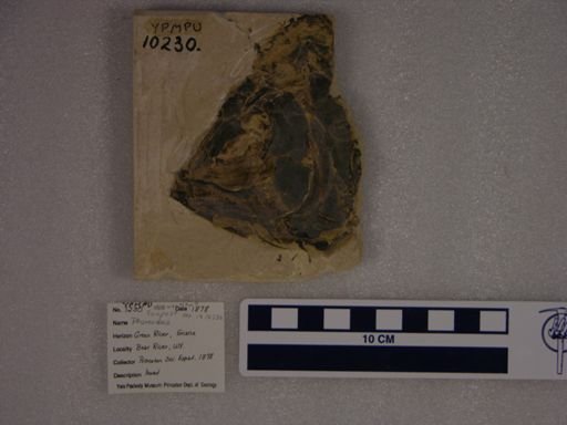 Onychodus sp.