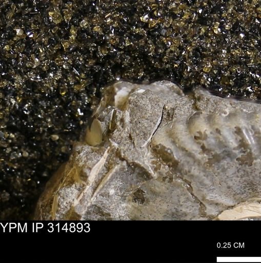 undet. Mollusca