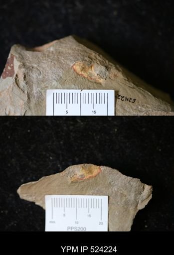 Porifera?