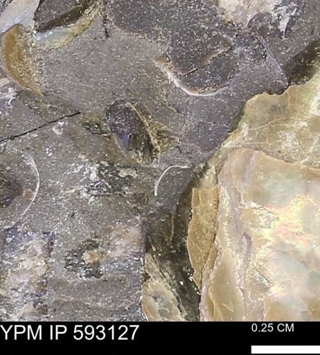 undet. Mollusca