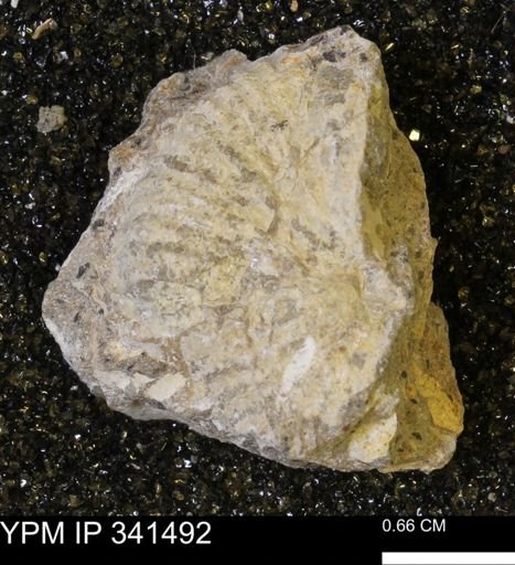 Scaphites sp.