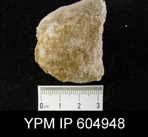 Derbyia sp.