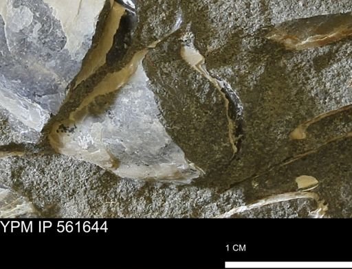 Pseudoptera?