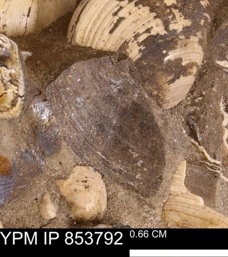Limopsis striatopunctatus