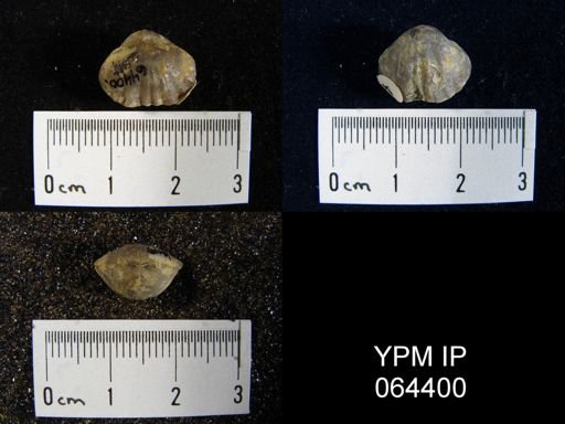Sieberella roemeri