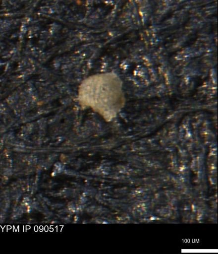 undet. Foraminiferida