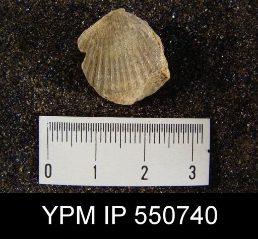 undet. Rhynchonelliformea