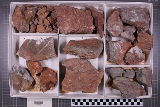 mixed taxa, stratigraphic collection