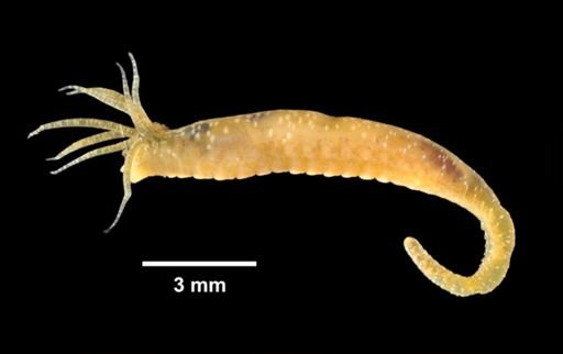 Hobsonia florida