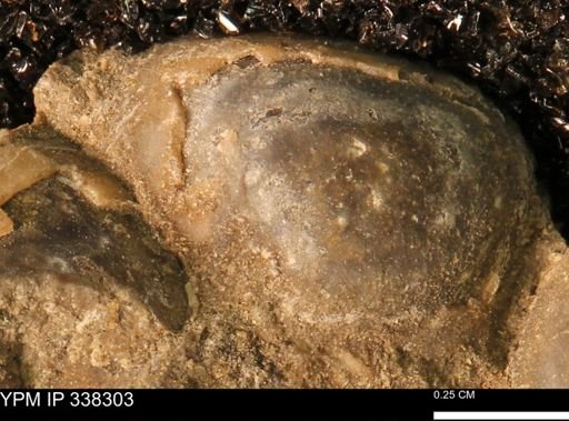 Protocardia subquadrata