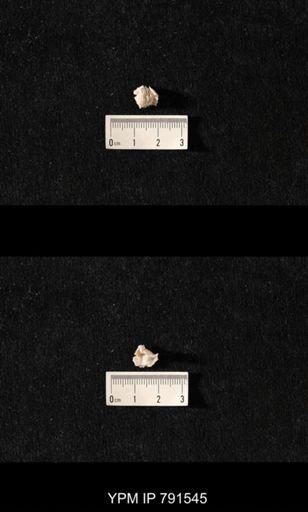 undet. Brachiopoda; fragments of