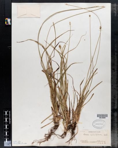 Carex cephalophora