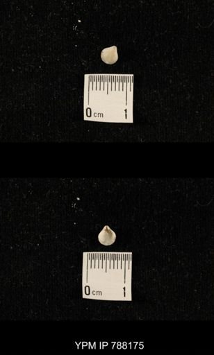 undet. Brachiopoda