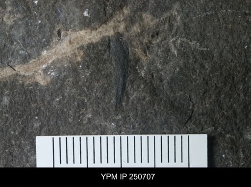 Scorpionidae?