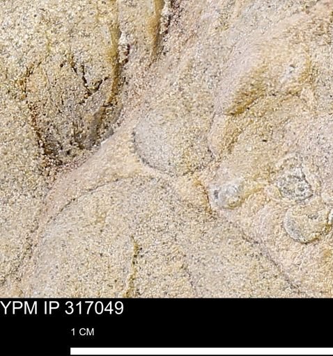 undet. Mollusca