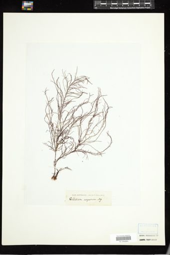 Gelidium asperum