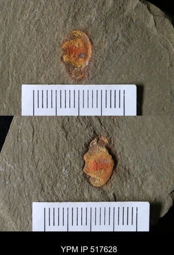 undet. Xiphosurida