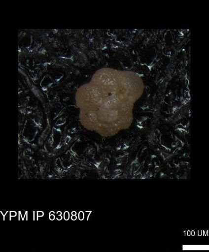 undet. Globigerinina