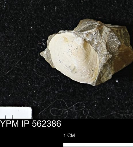 Limopsis striatopunctatus