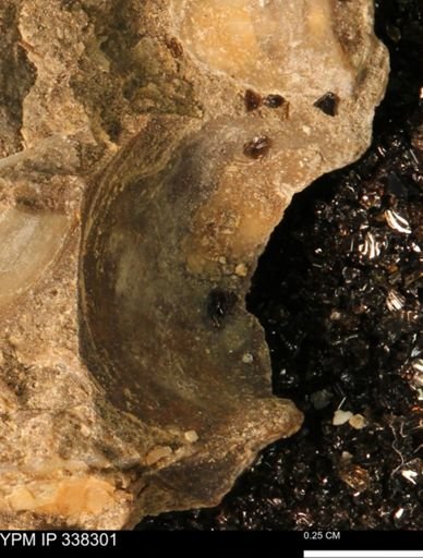 Protocardia subquadrata