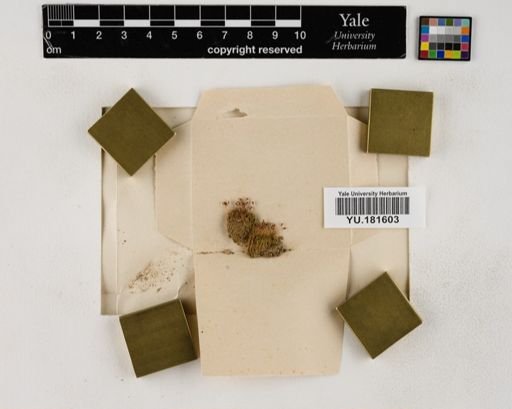 Plantae