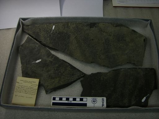 Tanytrachelos ahynis