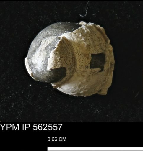 undet. Gastropoda