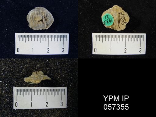 Uncinulus sp.