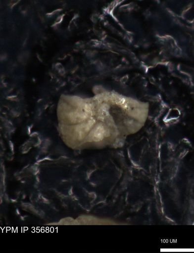 undet. Foraminiferida