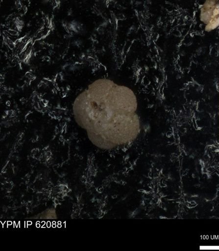 undet. Rugoglobigerinidae