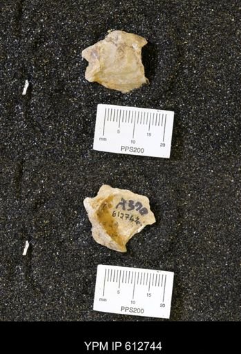 undet. Ostreidae