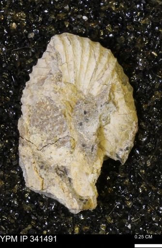 Scaphites sp.