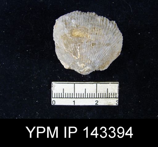 Productus (Linoproductus) sp.