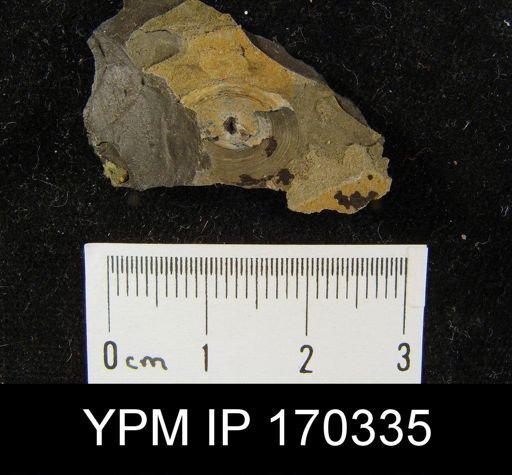undet. Discinoidea