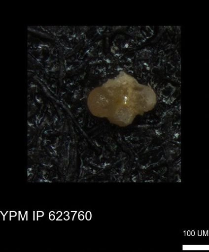 undet. Foraminiferida
