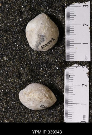 Kingena wacoensis